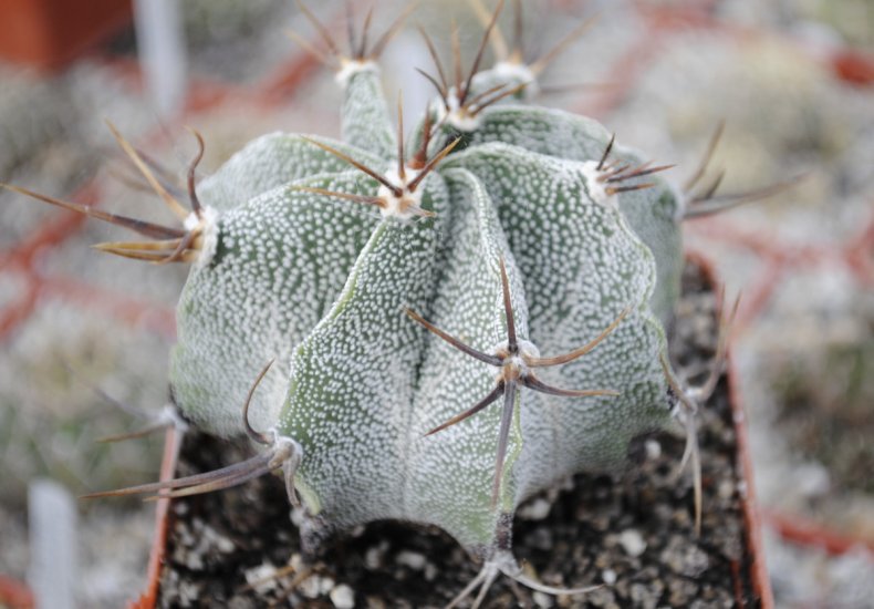 Astrophytum ornatum