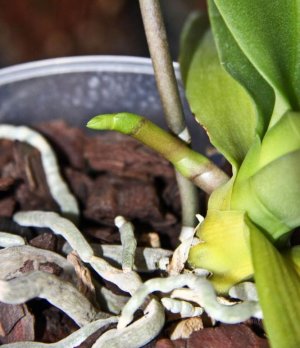 Особенности появления цветоноса у орхидеи