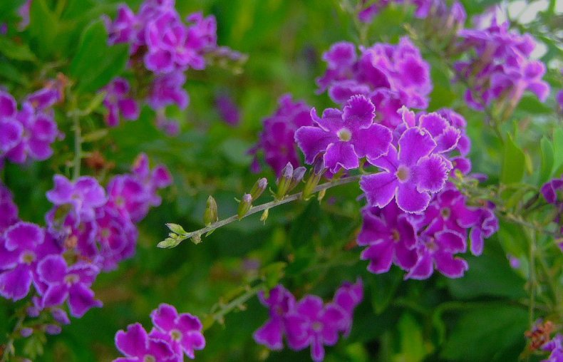 Duranta erecta