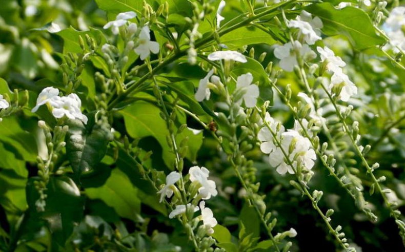 Duranta lorentzii