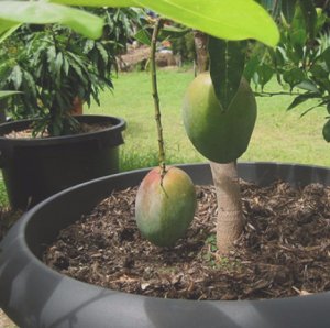 Манго: химический состав, полезные свойства и технология выращивания фрукта дома