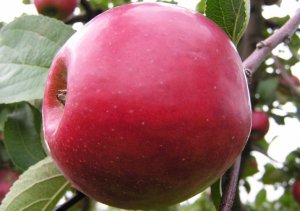 Сорт яблок «Анис»