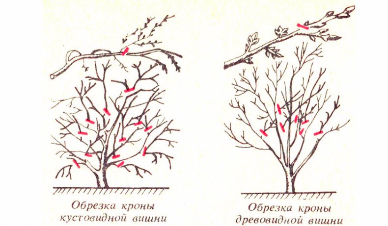 Обрезка древовидной и кустовидной вишен