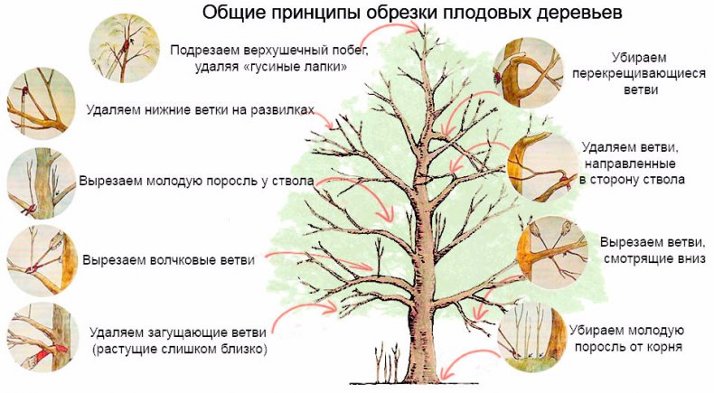 Обрезка плодовых деревьев