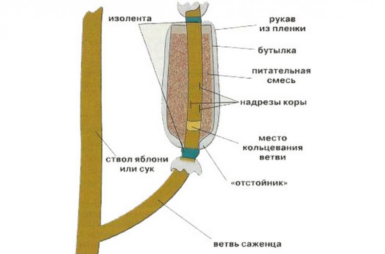 Размножение воздушными отводками