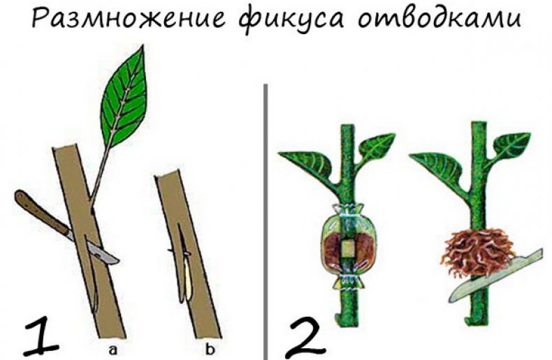 Размножение отводками