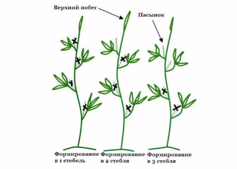 Формировка куста