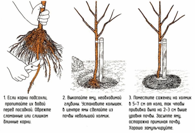 Процесс посадки