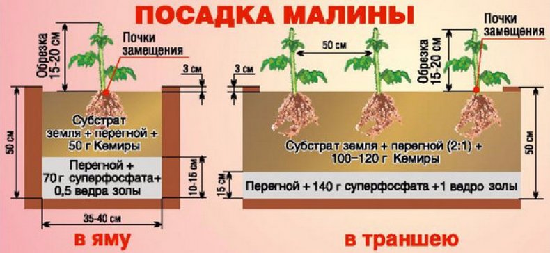 Малина «Шапка Мономаха»