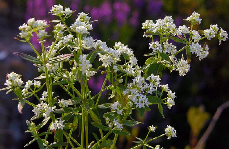 Galium boreale