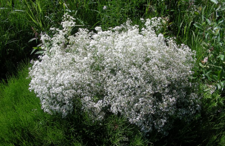 Galium boreale