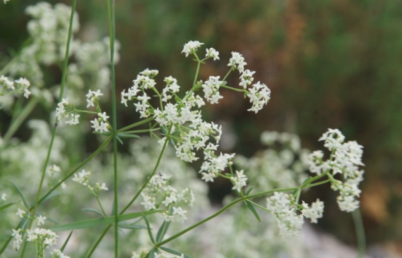 Galium boreale