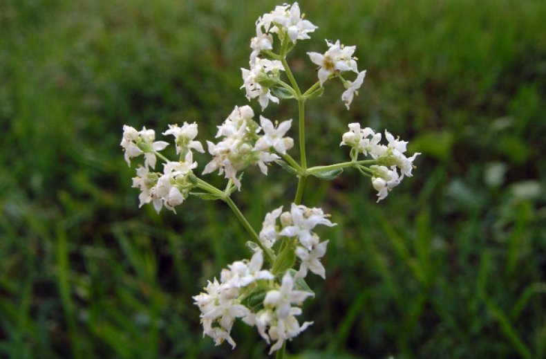 Galium boreale