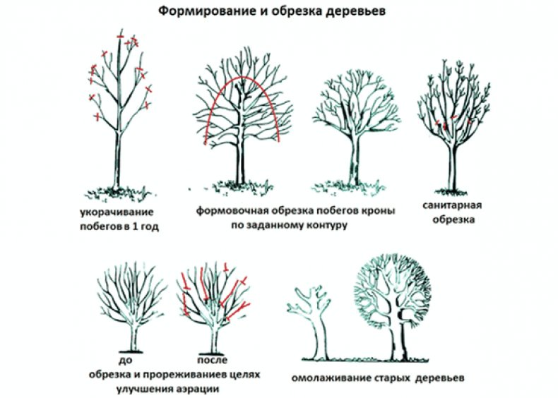 Виды обрезки