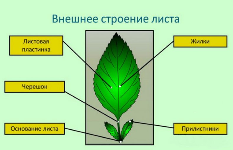 Внешнее строение листа