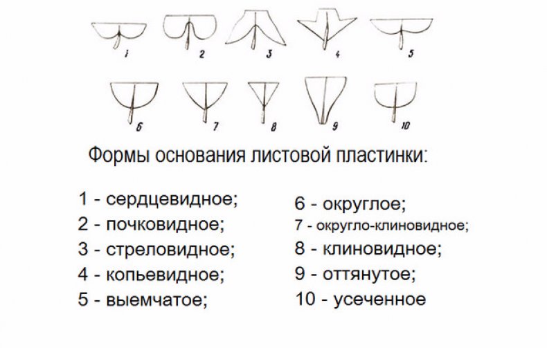 Формы основания листка