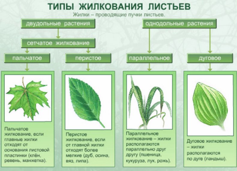 Виды жилкования