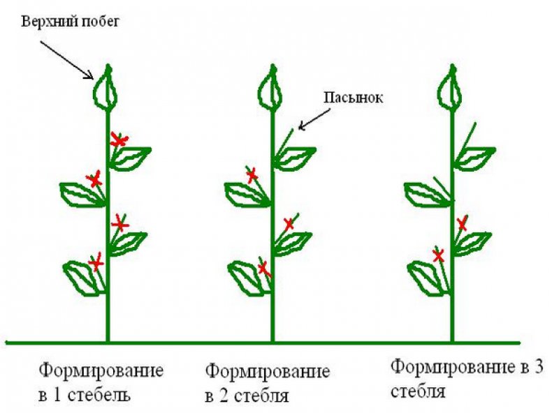 Формирование куста перца