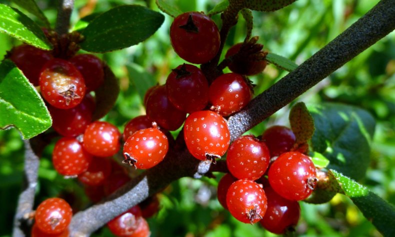 Shepherdia canadensis