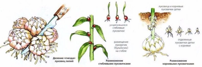 Размножение лилии