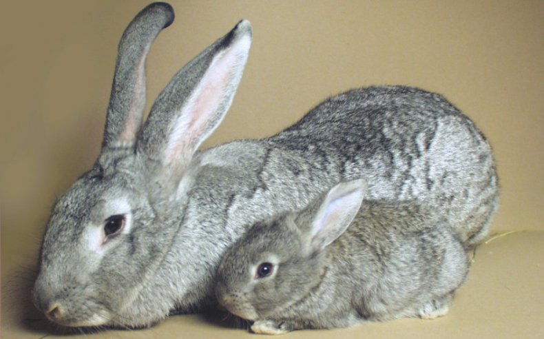 Кролики Шиншилла