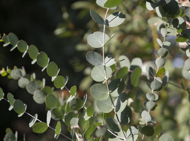 Eucalyptus cinerea