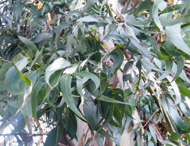 Eucalyptus viminalis