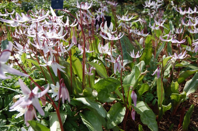 Erythronium hendersonii