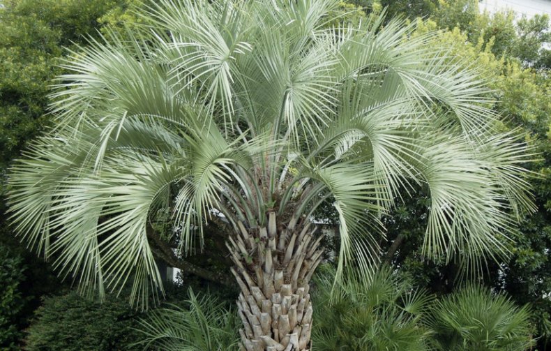 butia capitata