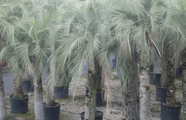 butia yatay