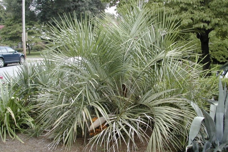 butia paraguayensis