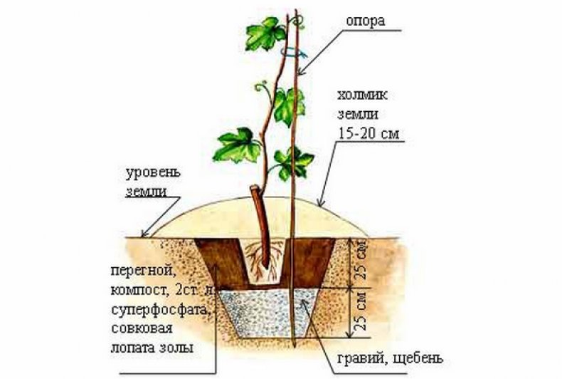 Схема посадки винограда