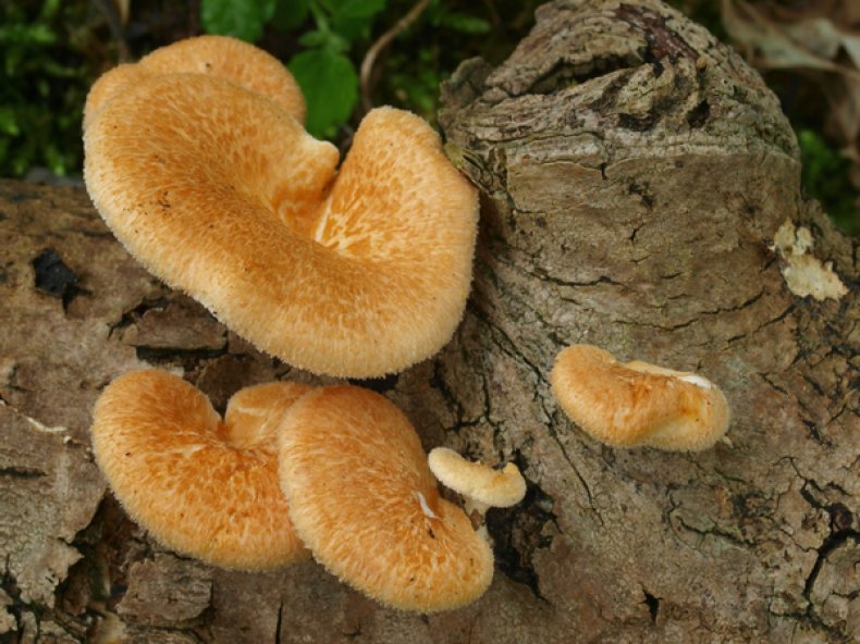 Полипорус ячеистый (Polyporus alveolaris)