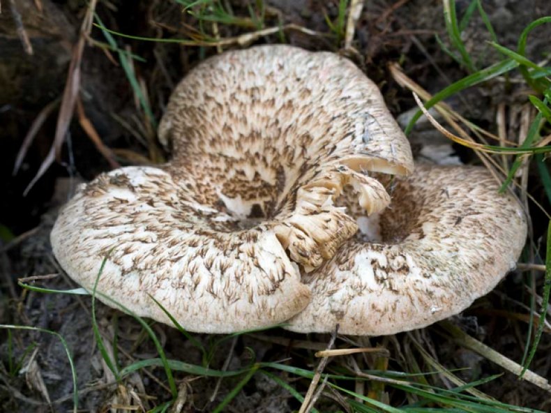 Пилолистник тигровый (Lentinus tigrinus)