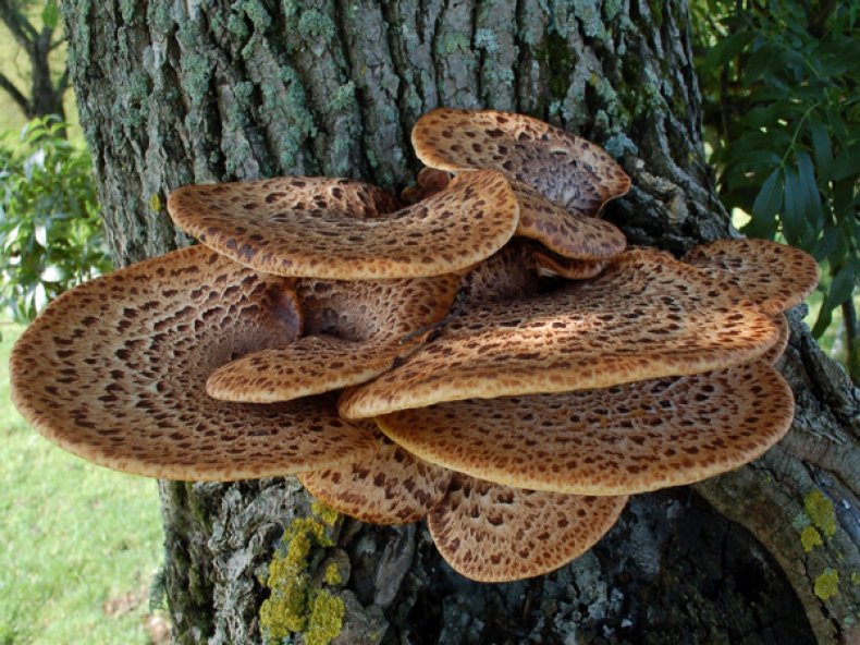 Трутовик чешуйчатый (Polyporus squamosus)