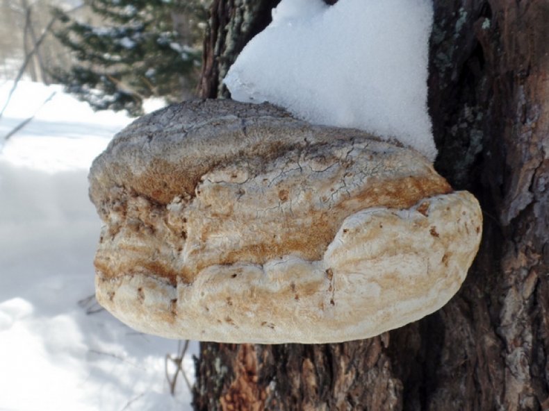 Губка лиственничная (Fomitopsis officinalis)