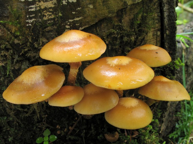 Опенок летний (Kuehneromyces mutabilis)