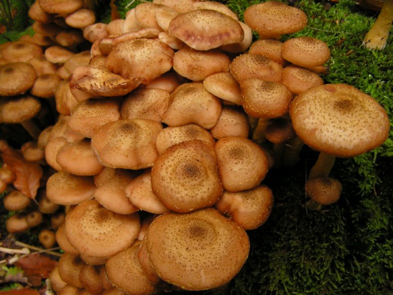 Опенок осенний (Armillaria mellea)