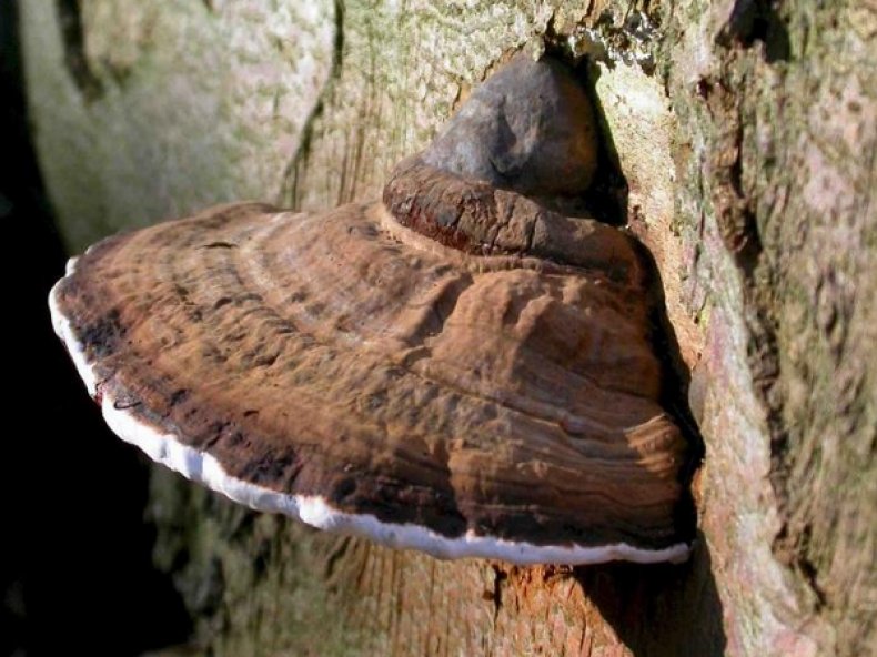 Ганодерма южная (Ganoderma australe)