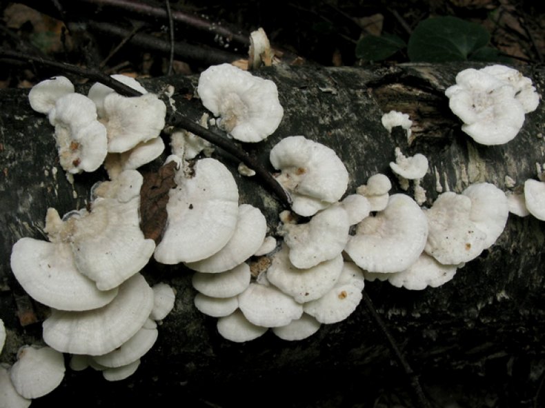 Траметес пушистый (Trametes pubescens)