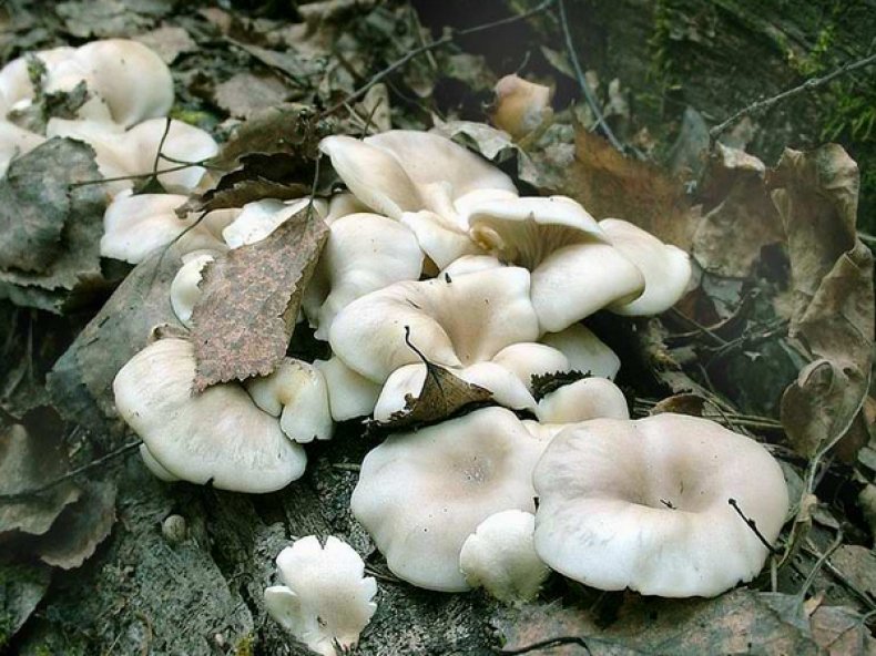 Вешенка рожковидная (Pleurotus cornucopiae)