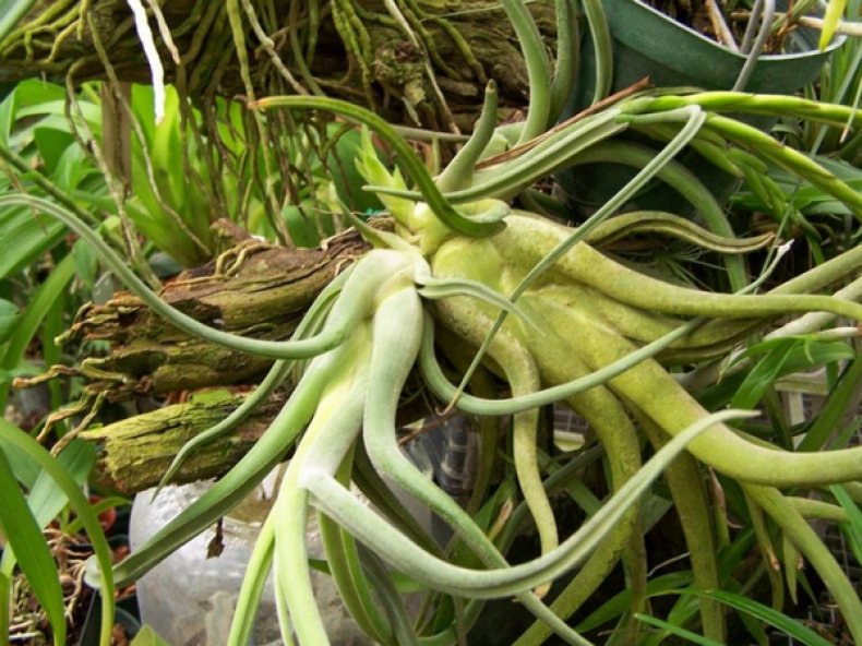 Голова медузы (Tillandsia caput-medusae)