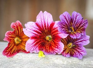 Salpiglossis