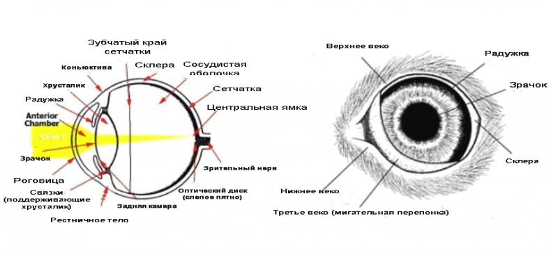 Строение глаза кролика