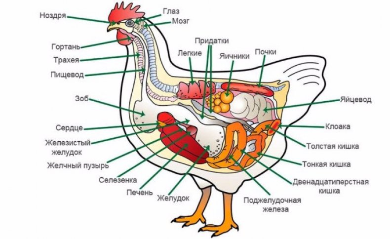 Анатомия курицы