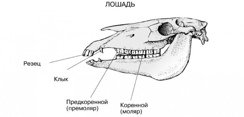 Зубы лошади