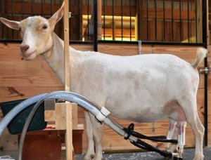 Доильный аппарат для коз