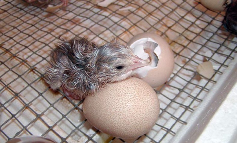 инкубация яиц цесарки