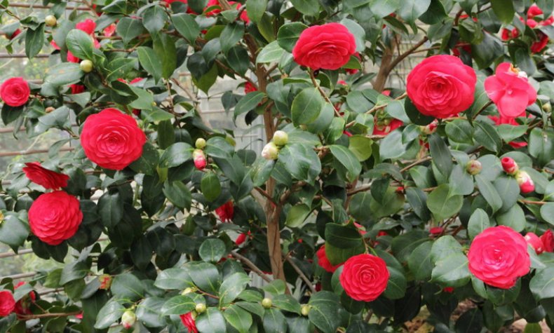 Camellia japonica