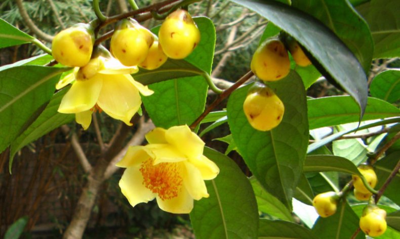 Camellia chrysantha